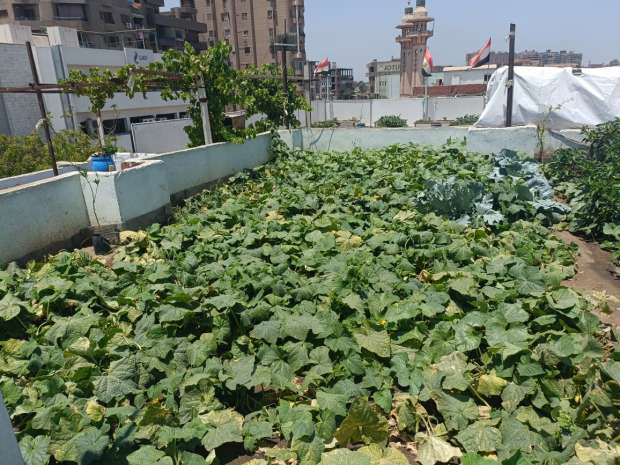 تزامنًا مع انعقاد قمة المناخ .. الشبان العالمية ببنها تطلق أول مبادرة لزراعة الأسطح