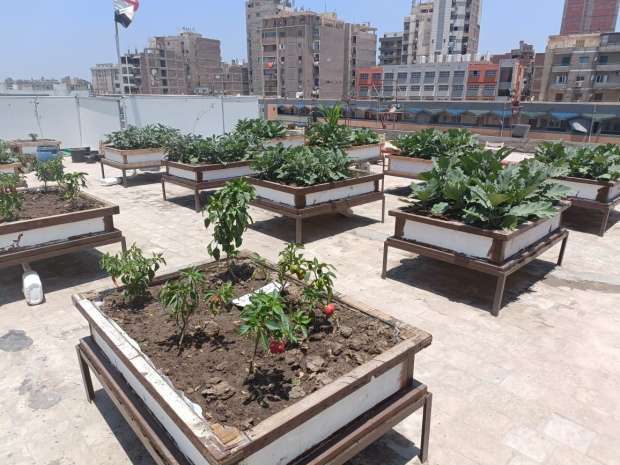 تزامنًا مع انعقاد قمة المناخ .. الشبان العالمية ببنها تطلق أول مبادرة لزراعة الأسطح