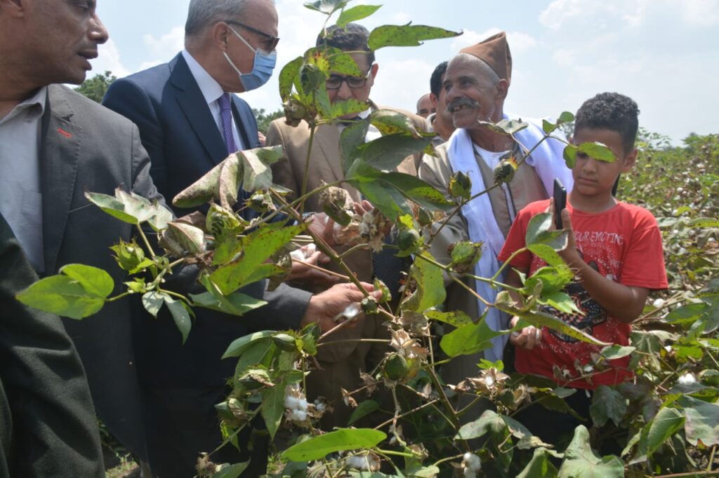 محافظ القليوبية يشهد جني محصول القطن بأحد حقول بنها