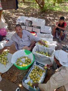 جوافة القليوبية ماركة مسجلة ومزارع عرب الشراقوة في المقدمة