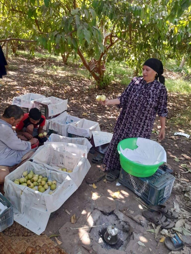 جوافة القليوبية ماركة مسجلة ومزارع عرب الشراقوة في المقدمة جوافة القليوبية ماركة مسجلة ومزارع عرب الشراقوة في المقدمة