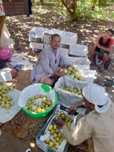 جوافة القليوبية ماركة مسجلة ومزارع عرب الشراقوة في المقدمة