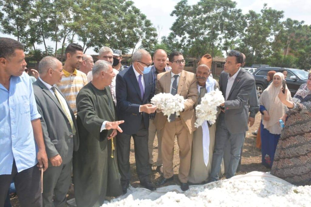 صور - 107 فدان تتزين بالقطن في القليوبية وتجربة الزراعة بالشتل لأول مرة