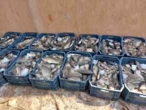 "سوسة" يشهد حصاد سمك البلطي من إنتاج المزارع السمكية المفتوحة بكلية الزراعة بمشتهر