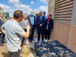 "سوسة" يشهد حصاد سمك البلطي من إنتاج المزارع السمكية المفتوحة بكلية الزراعة بمشتهر