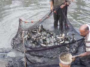 "سوسة" يشهد حصاد سمك البلطي من إنتاج المزارع السمكية المفتوحة بكلية الزراعة بمشتهر