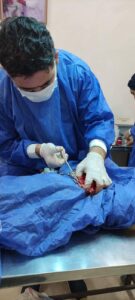 صور - إنقاذ كلب شارع تعرض لحادث ببنها