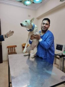 صور - إنقاذ كلب شارع تعرض لحادث ببنها