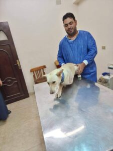 صور - إنقاذ كلب شارع تعرض لحادث ببنها