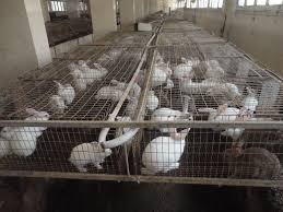 سلالة دجاج بنها وأرانب مشتهر .. مشروعات خضراء بزراعة مشتهر لتوفير الأمن الغذائي