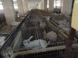 سلالة دجاج بنها وأرانب مشتهر .. مشروعات خضراء بزراعة مشتهر لتوفير الأمن الغذائي