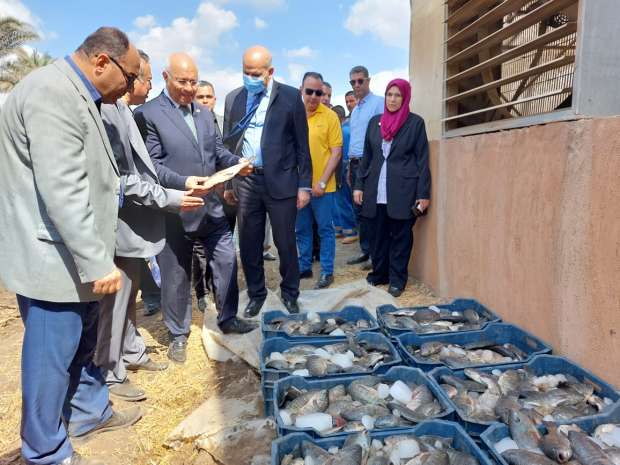 سلالة دجاج بنها وأرانب مشتهر .. مشروعات خضراء بزراعة مشتهر لتوفير الأمن الغذائي