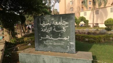 تفاصيل زراعة 57 فدان قمح بحقول كلية الزراعة ببنها