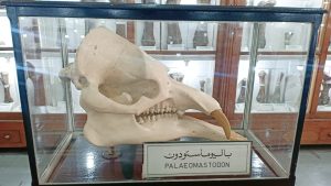 شبان بنها تنظم زيارة إلى المتحف الجيولوجى المصري