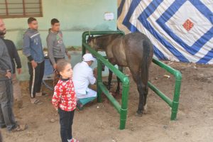 محافظ القليوبية يتفقد القافلة الطبية لتحصين الماشية بقرية شبلنجة ببنها - صور