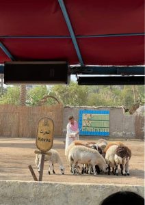 شبان بنها تنظم زيارة إلى متحف قصر عابدين والقرية الفرعونية