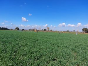 رئيس جامعة بنها يتفقد مزارع القمح والوحدات الإنتاجية بكلية الزراعة