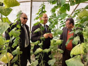 رئيس جامعة بنها يتفقد مزارع القمح والوحدات الإنتاجية بكلية الزراعة