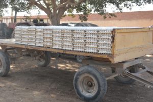 محافظ القليوبية يتابع مشروع الـ 30 مليون بيضة بالخانكة