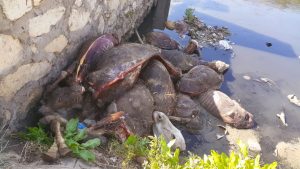 العثور على 25 حمارًا مسلوخين ومنزوعين الكبد في الغربية