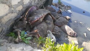 العثور على 25 حمارًا مسلوخين ومنزوعين الكبد في الغربية