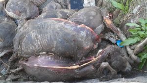 العثور على 25 حمارًا مسلوخين ومنزوعين الكبد في الغربية