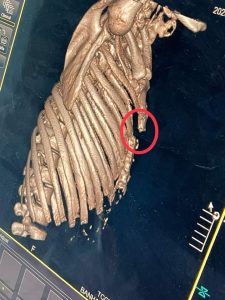 إنقاذ حياة شخصين تعرضا لحادث ببنها الجامعي