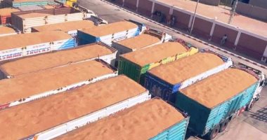 تموين القليوبية: البدء في استلام القمح من المزارعين والموردين