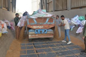محافظ القليوبية: توريد 4 آلاف طن قمح للشون والصوامع - صور