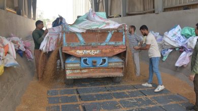 محافظ القليوبية: توريد 4 آلاف طن قمح للشون والصوامع - صور