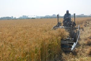 محافظ القليوبية يشهد بدء موسم حصاد القمح باحد المزارع بمدينة بنها