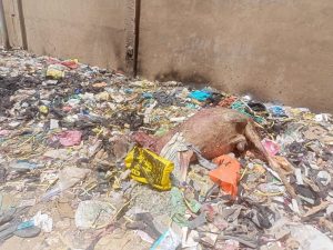 ضبط جزار بحوزته لحوم "حمير" مذبوحة بالقليوبية