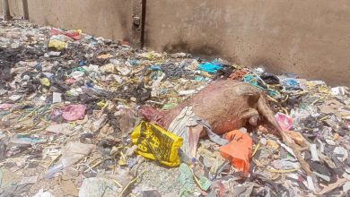 ضبط جزار بحوزته لحوم "حمير" مذبوحة بالقليوبية
