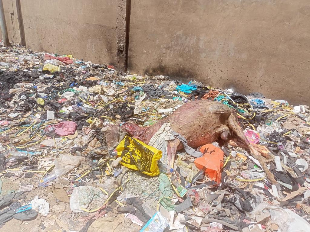 ضبط جزار بحوزته لحوم "حمير" مذبوحة بالقليوبية