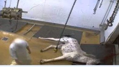 بيبيع الكيلو ب240جنيه.. مفاجأه تكشف جزار الأحصنة بيبيع الكيلو ب240جنيه.. مفاجأه تكشف جزار الأحصنة