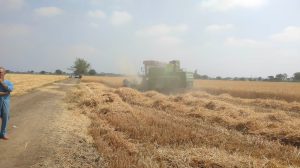 صور - محافظ القليوبية يفتتح موسم حصاد القمح بمزارع كلية الزراعة بمشتهر