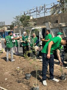 شبرا الخير تزرع أكثر من ألف شجرة مثمرة لتجميل وتنظيف الشوارع بالقليوبية