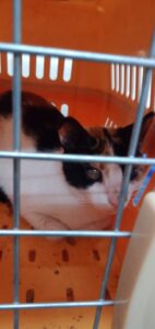 إنقاذ قطة شوارع "كفيفة" تعرضت للإجهاض وأخرى مصابة في حادث من الموت (صور)