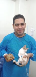 إنقاذ قطة شوارع "كفيفة" تعرضت للإجهاض وأخرى مصابة في حادث من الموت (صور)