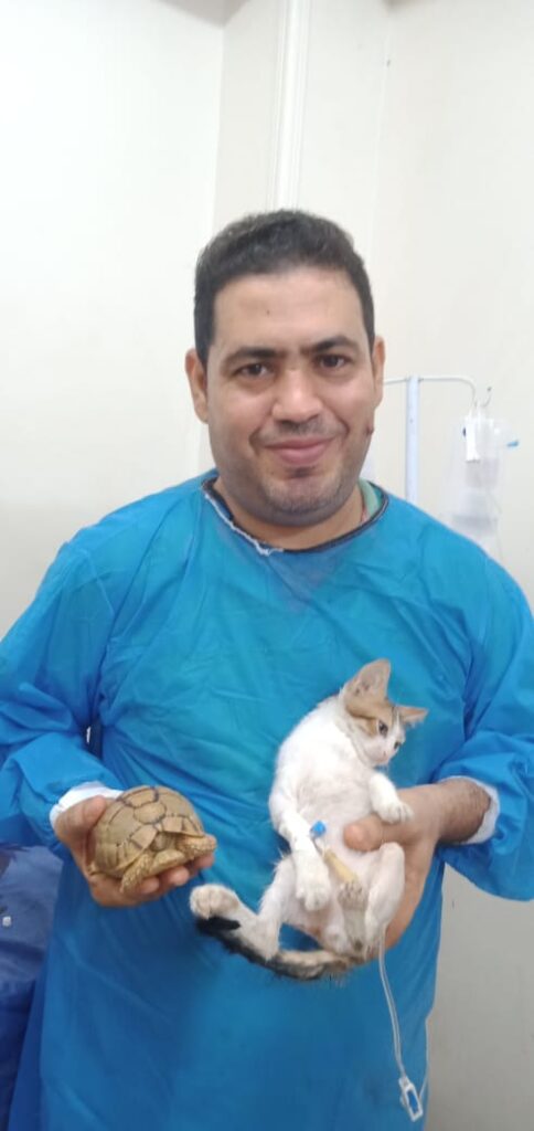 إنقاذ قطة شوارع "كفيفة" تعرضت للإجهاض وأخرى مصابة في حادث من الموت (صور)