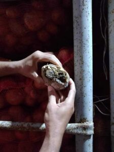 تالفة وبها روائح كريهة .. ضبط 5 طن بطاطس إحدى الثلاجات بالقليوبية