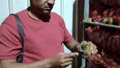 تالفة وبها روائح كريهة .. ضبط 5 طن بطاطس إحدى الثلاجات بالقليوبية تالفة وبها روائح كريهة .. ضبط 5 طن بطاطس إحدى الثلاجات بالقليوبية