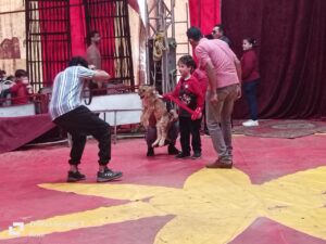 يوم ترفيهي لطلاب شبان بنها داخل السيرك