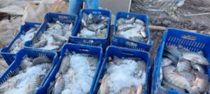 حصاد سمك البلطي من إنتاج المزارع السمكية المفتوحة بكلية الزراعة بمشتهر