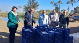 حصاد سمك البلطي من إنتاج المزارع السمكية المفتوحة بكلية الزراعة بمشتهر