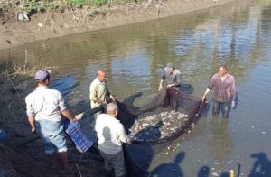 حصاد سمك البلطي من إنتاج المزارع السمكية المفتوحة بكلية الزراعة بمشتهر