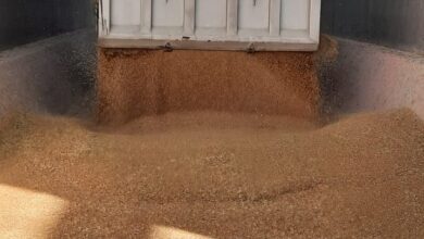 محافظ القليوبية: توريد 358 طن قمح بالشون والصوامع محافظ القليوبية: توريد 358 طن قمح بالشون والصوامع