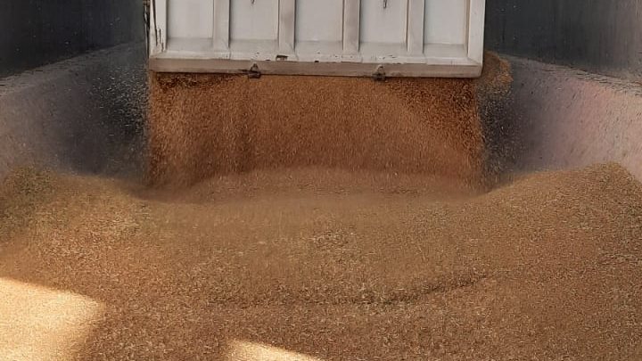 محافظ القليوبية: توريد 358 طن قمح بالشون والصوامع محافظ القليوبية: توريد 358 طن قمح بالشون والصوامع