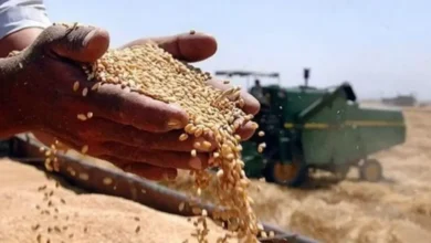 توريد 21484 طن قمح للشون والصوامع بالقليوبية توريد 21484 طن قمح للشون والصوامع بالقليوبية