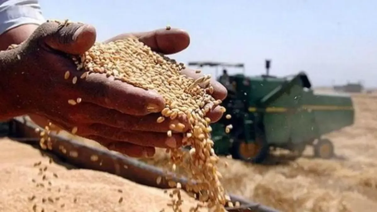 توريد 21484 طن قمح للشون والصوامع بالقليوبية